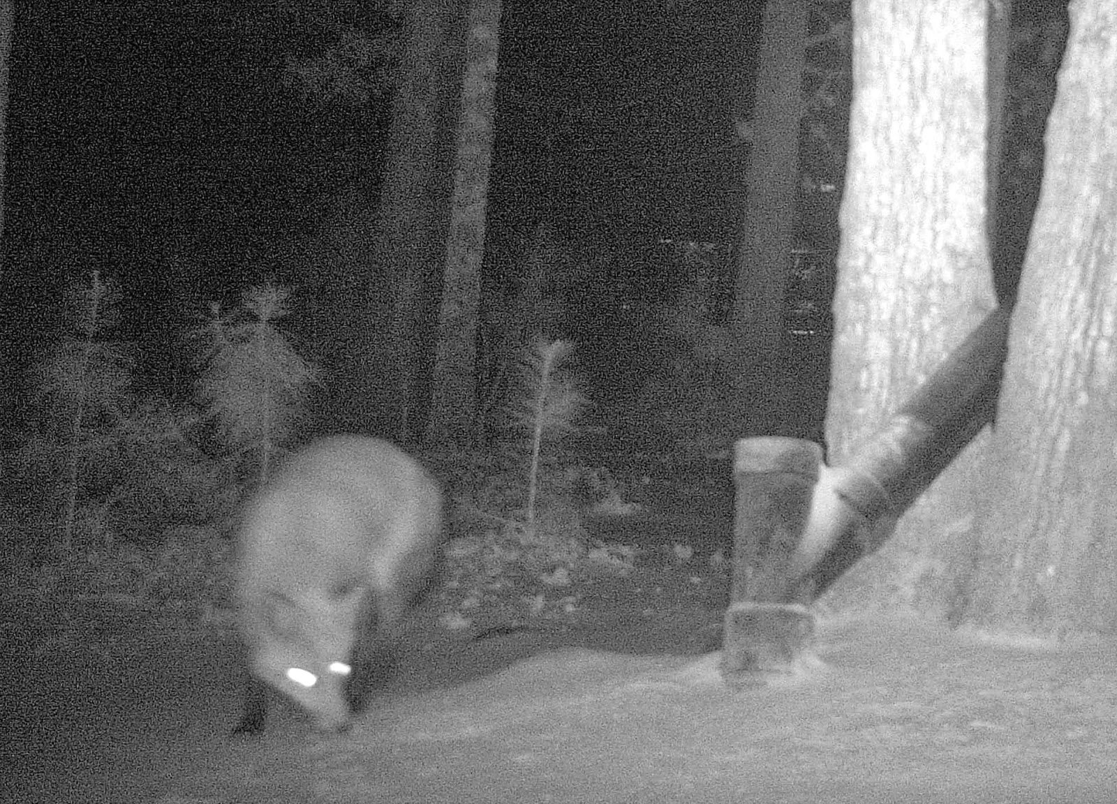 Small Mammals of Arkansas Trails of Arkansas (& now California)