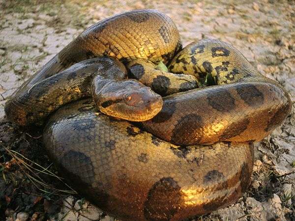 En los dominios de La Anaconda - Te interesa saber