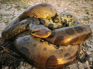 Dominios de La Anaconda