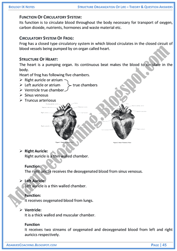 structural-organization-of-life-theory-notes-and-question-answers-biology-notes-for-class-9th