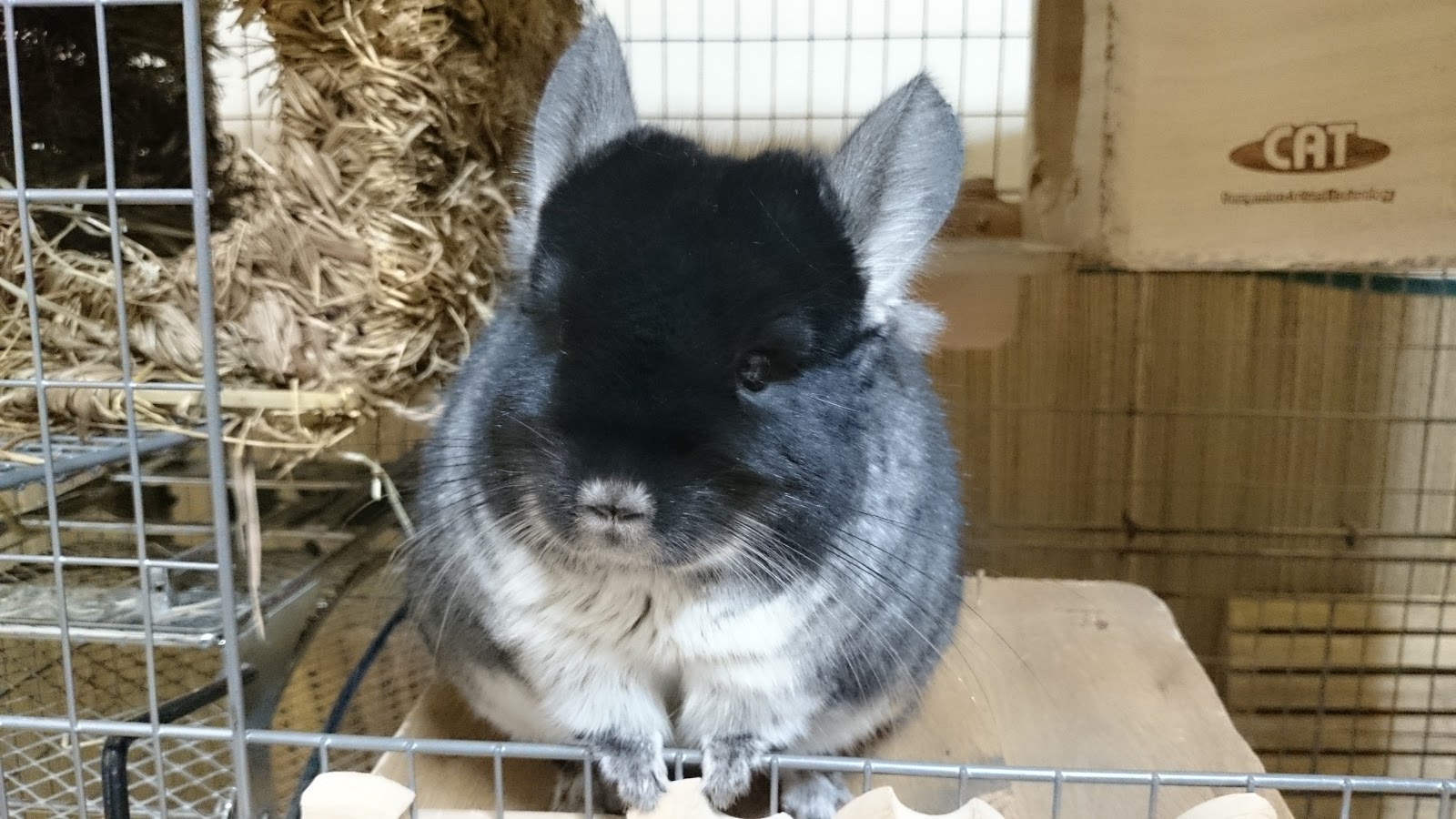 ちらふぁみときーちゃんの日記 みずほ、ホレイショの真似！？