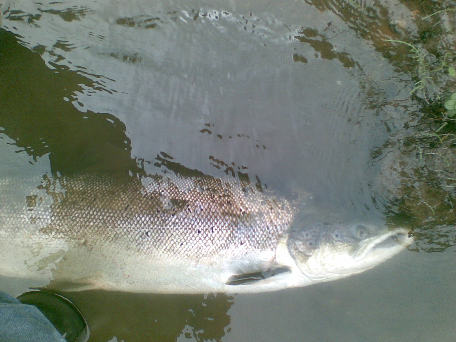Severn Salmon Online