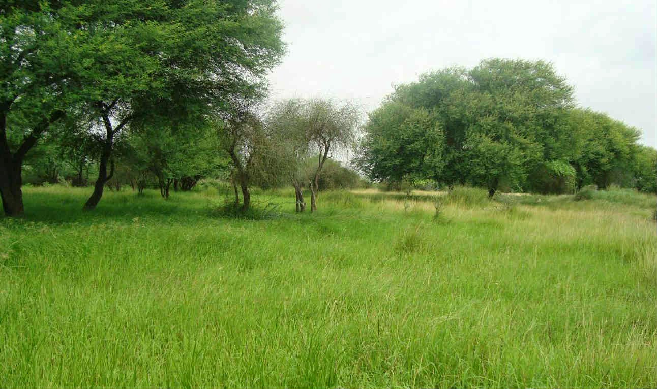 Banni Grasslands Reserve Alchetron, the free social encyclopedia