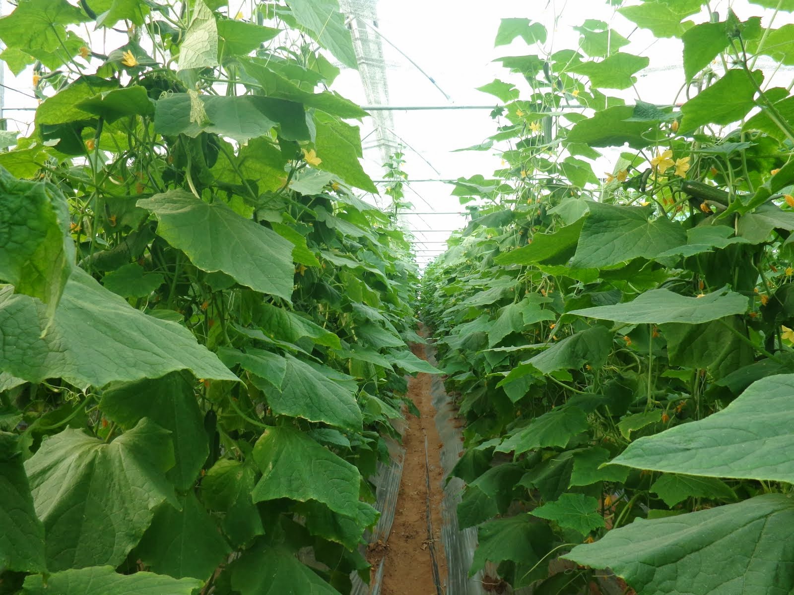 GREEN HOUSE CULTIVATION