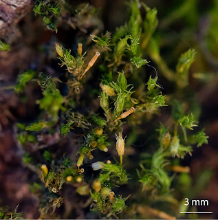 foto del musgo Orthotrichum speciosum de la familia Orthotrichaceae