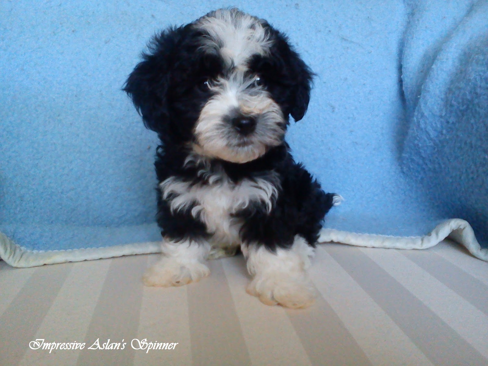 havanese bichon bichon havanese mix www imgkid the image kid has it havanese bichon bichon havanese mix www imgkid the image kid has it