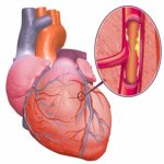 Como Funciona el Corazon (animacion Flash + Info) Como Funciona el Corazon (animacion Flash + Info)