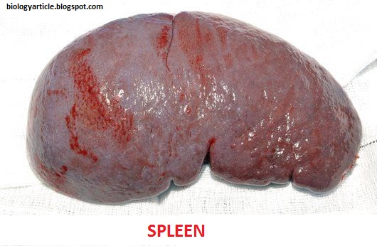 C0018178-Spleen_removal_surgery-SPL.jpg