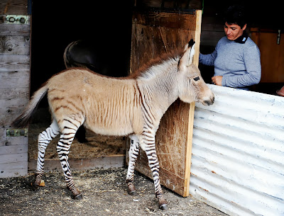 Ippo, a three month old zonkey, a crossing between a zebra and a donkey, in Florence Italy