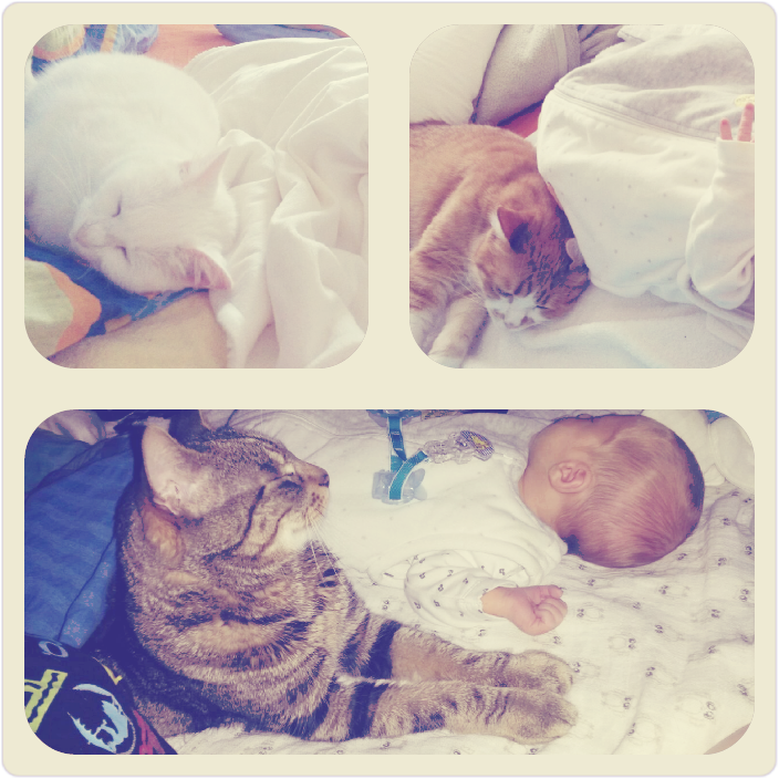 Maley Und Katie Meine Zwei Katzenmonster Fashion Blog From