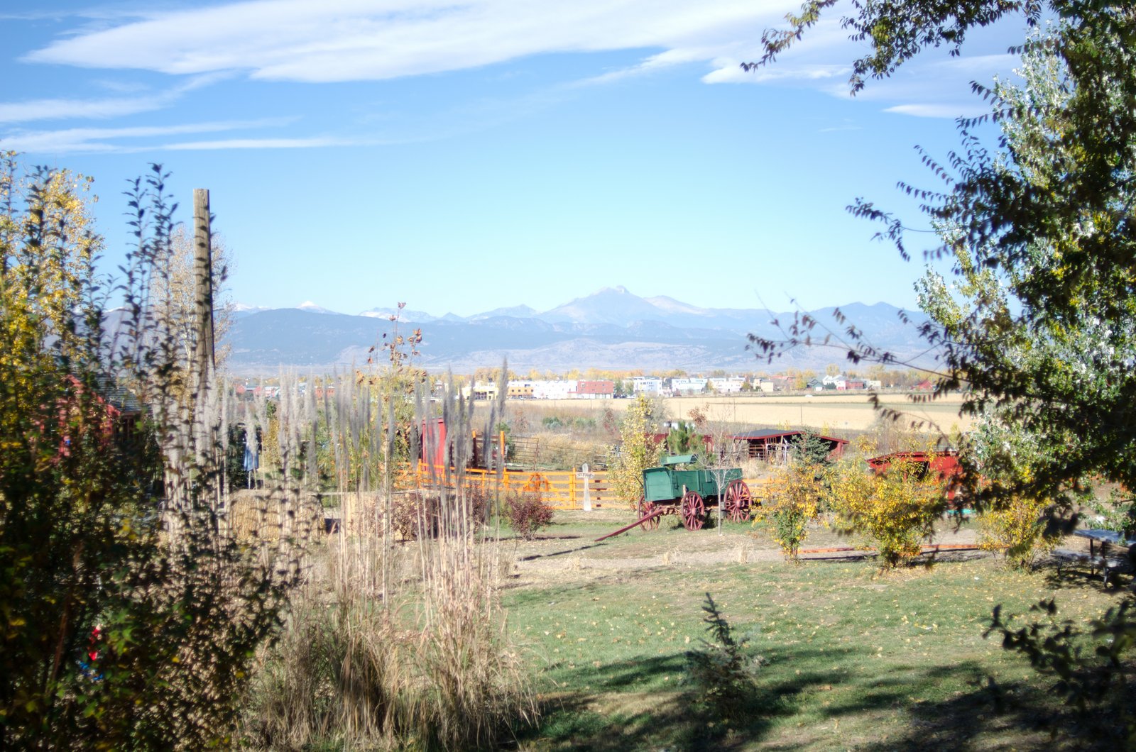 Krista Clicks Sunflower Farms Longmont, Colorado