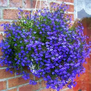 lobelia01.jpg