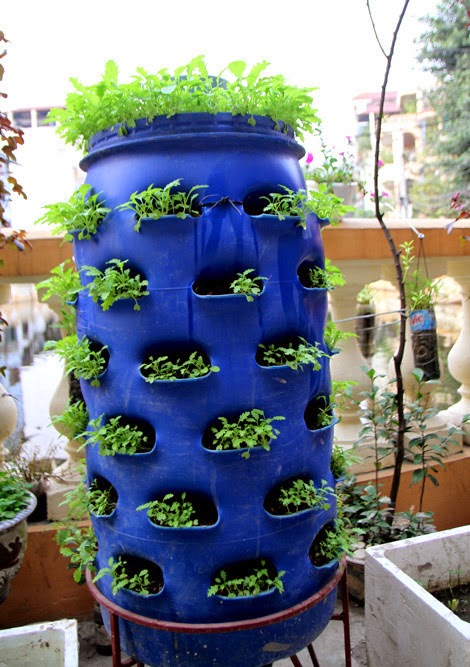 Growing vegetables in the plastic drums | | Feng Shui
