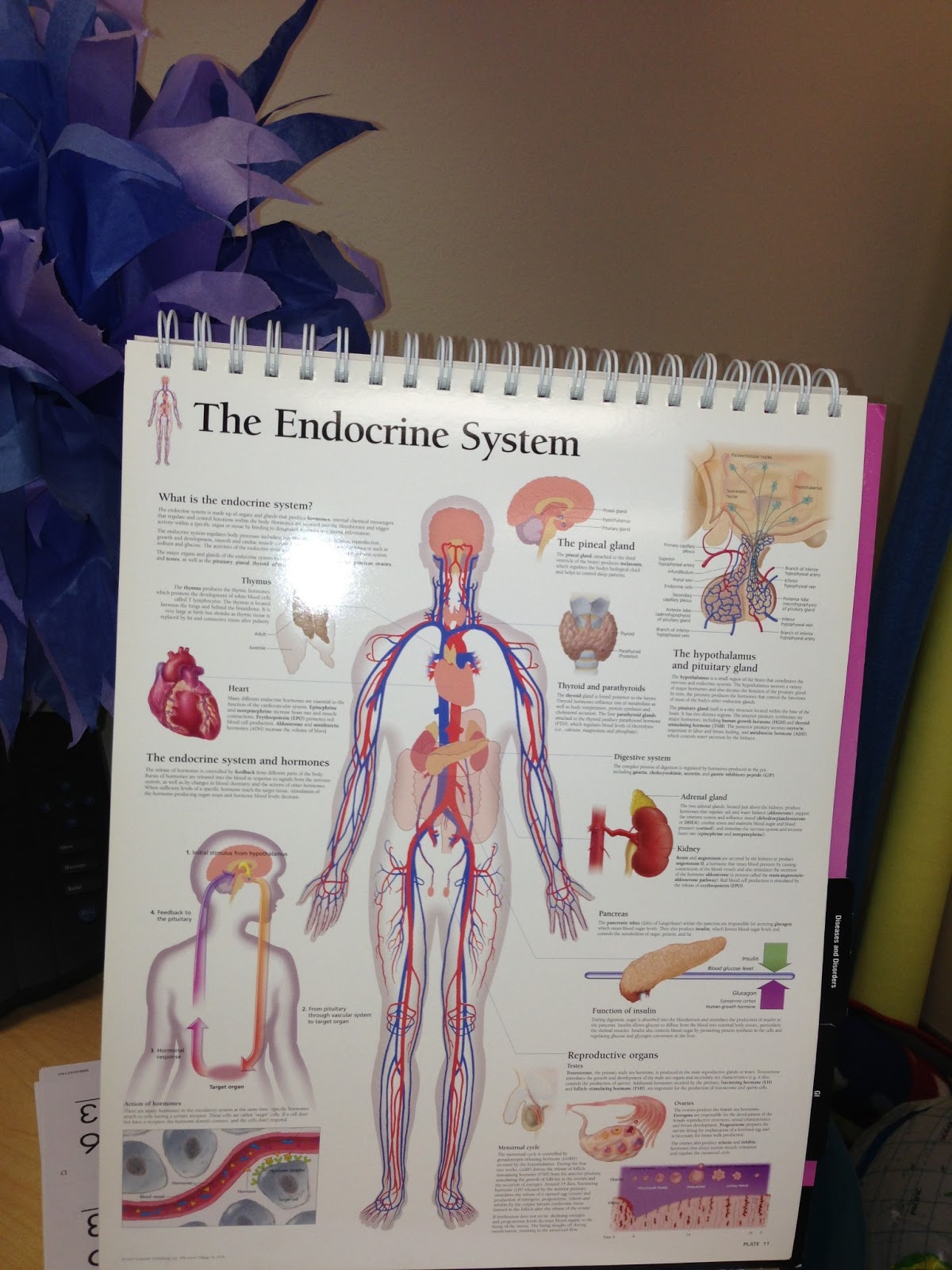 Tangled with Teaching: Hooray for the Humans! Human Body Systems