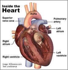 Heart Attack Symptoms Picture