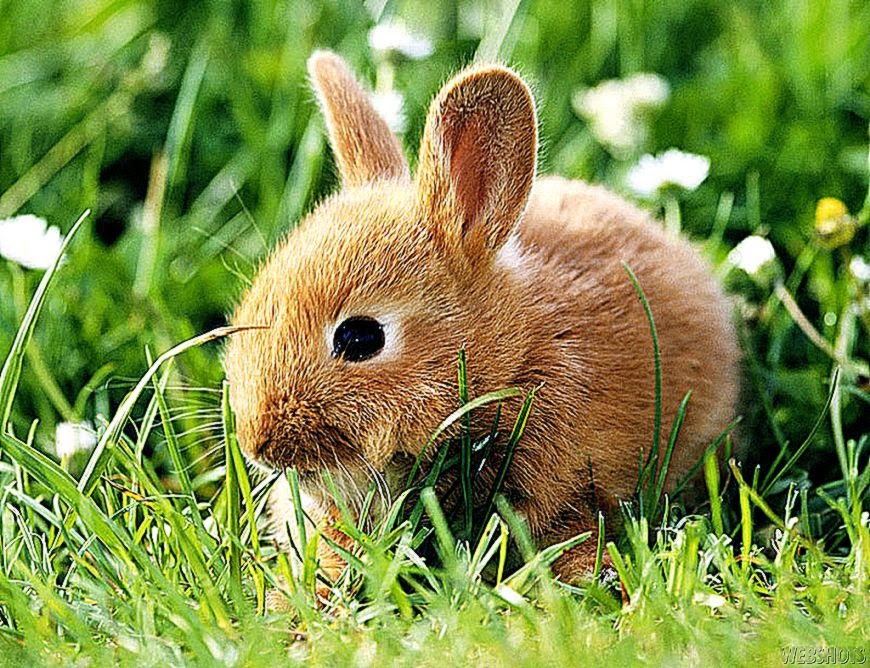 Bunny Brown Rabbit Cute Wallpaper Desktop