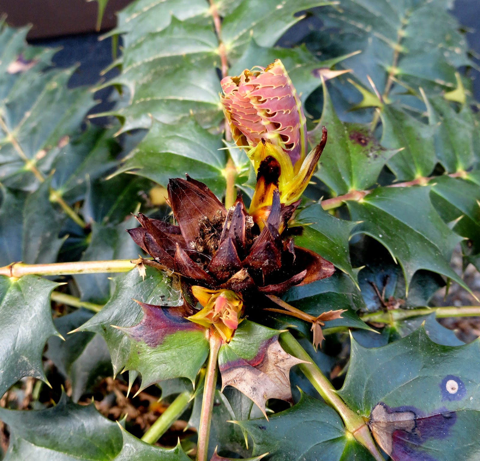 Danger Garden December Bloomday