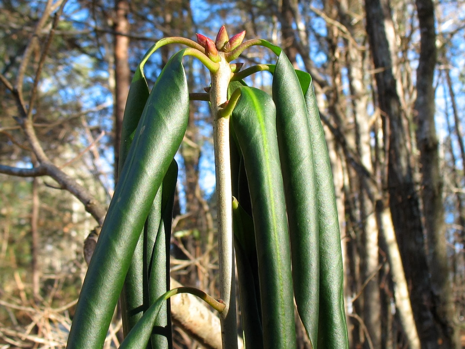 Offshoots Viburnum Obovatum Reifler S Dwarf