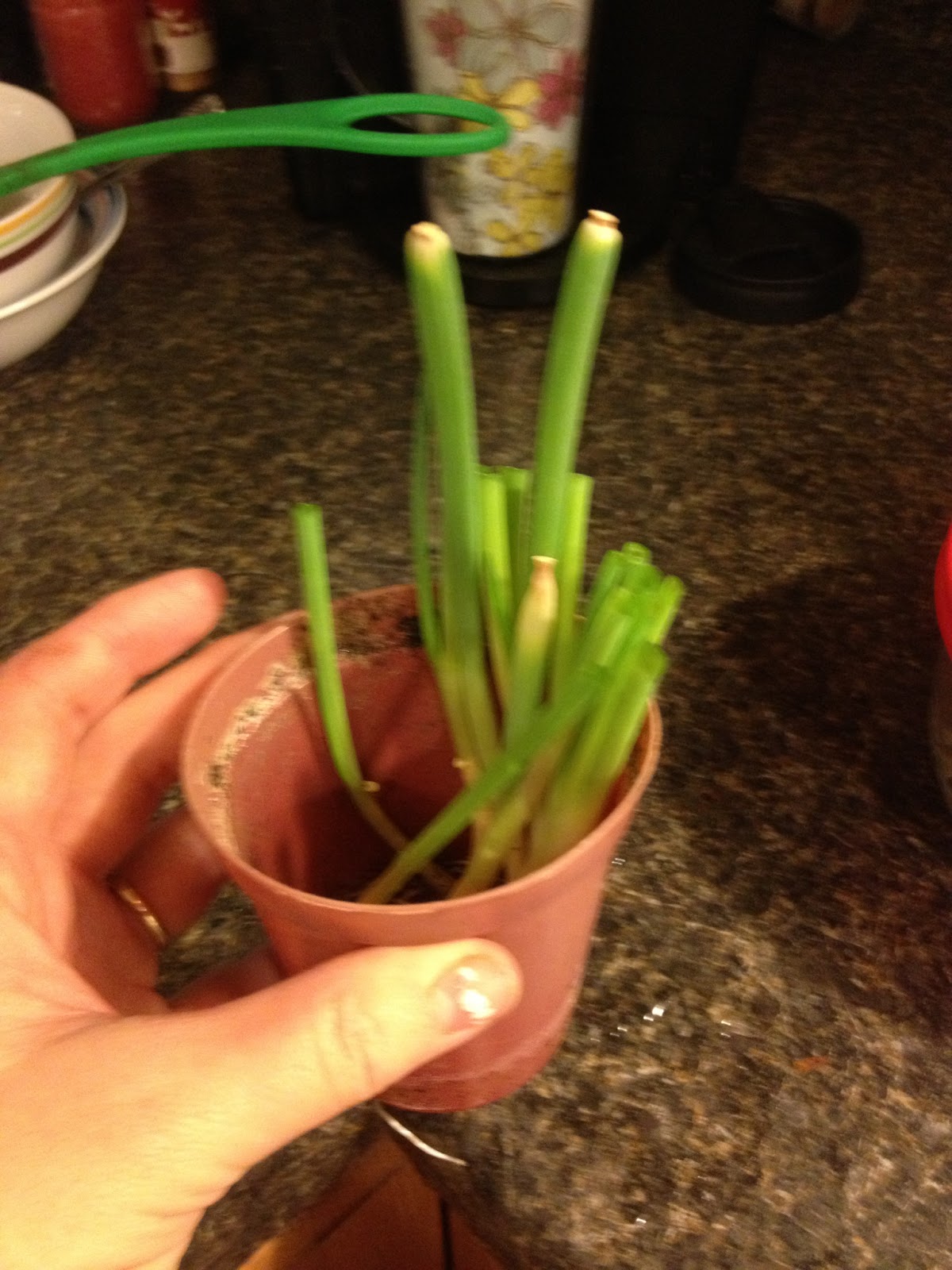 Life of a working mom Green Onion from scraps Update