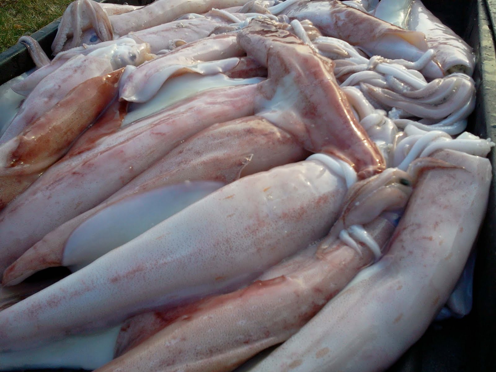 Sotong Mahalnya Sotong