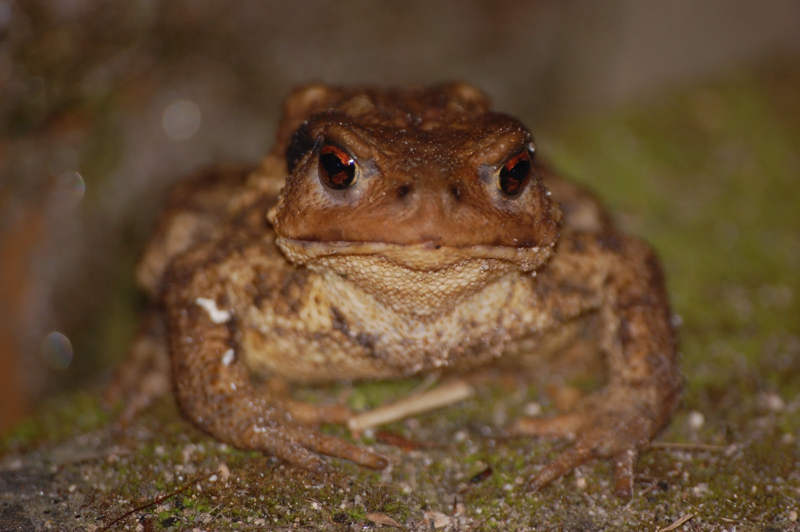 les animaux de marc giraud Invasion de crapauds sur France Inter et