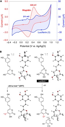 3-OH Hispidin: a luciferin for glowing mushroom