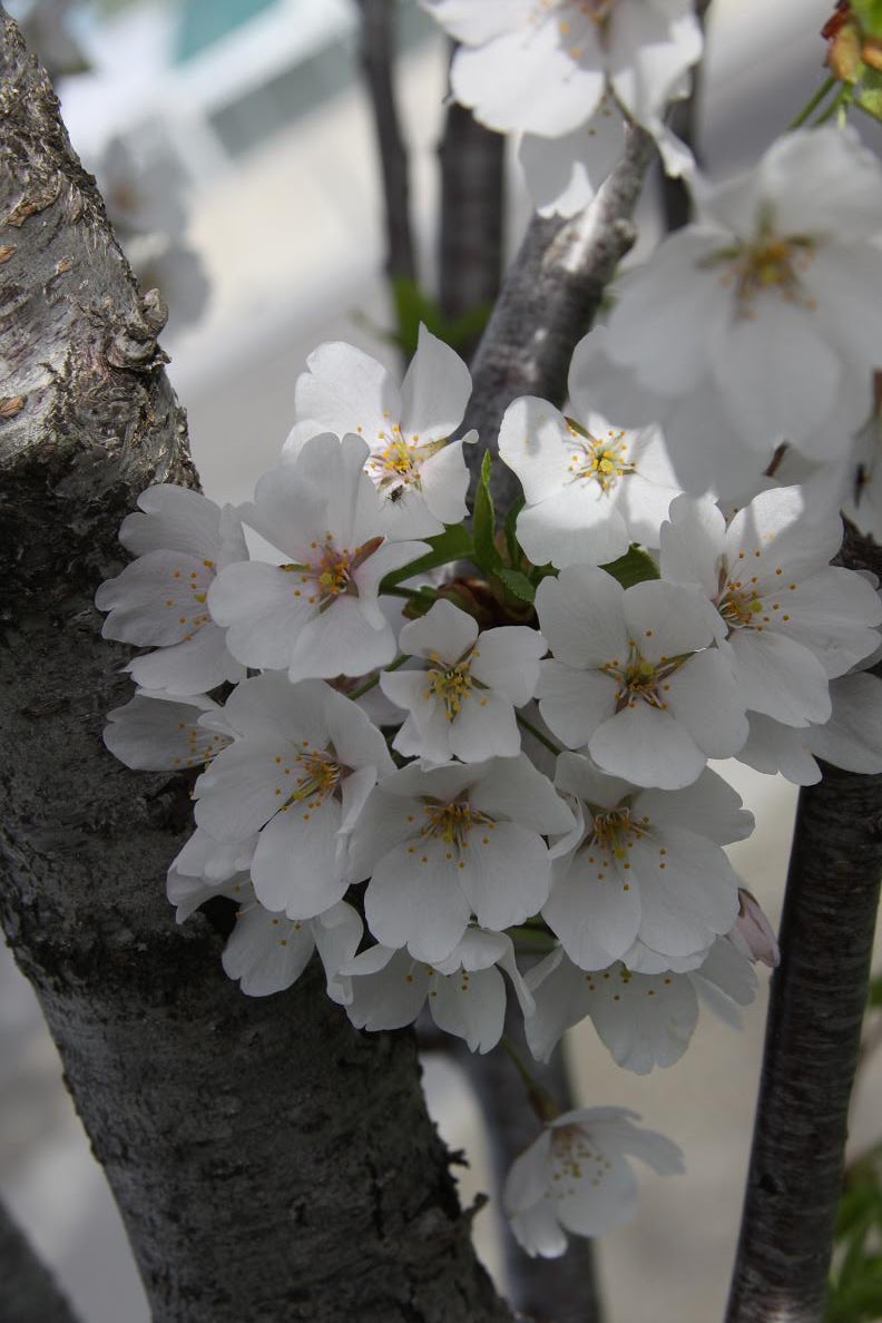 Michigan Exposures Cherry Blossoms.....