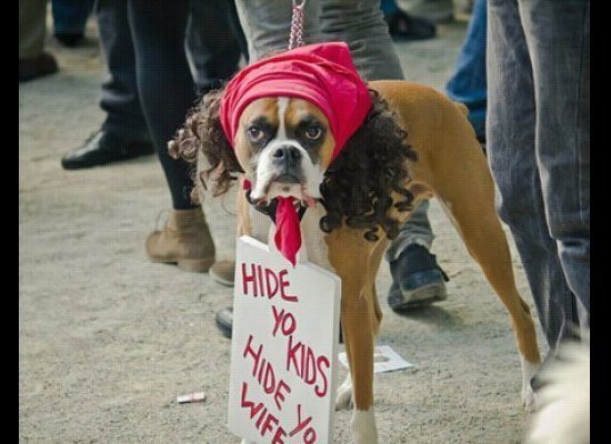 صور كلاب مضحكة Most-funny-dog-costumes+(6)