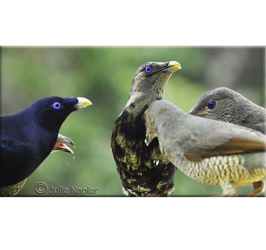 Satin Bower Birds