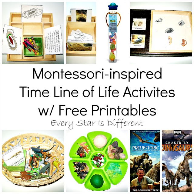 Montessori Time Line of Life Activities for Kids with Free Printables