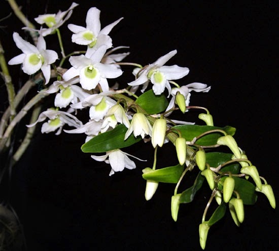 Tải 28 hình ảnh đẹp và ý nghĩa Hoa Phong Lan