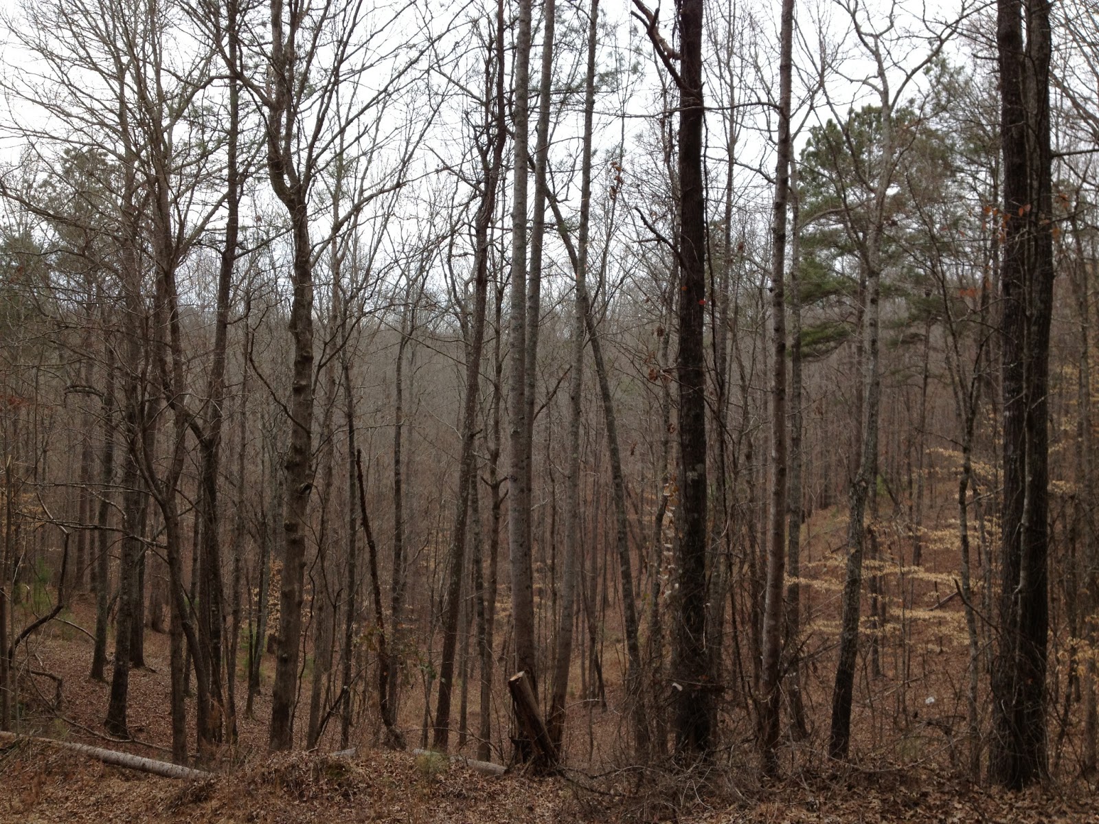 Nature Blog The Natural History of 4. Trees and