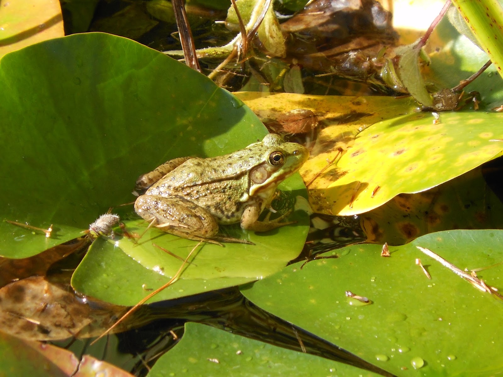 Writing the Witchy Way: Frogs in a Pond