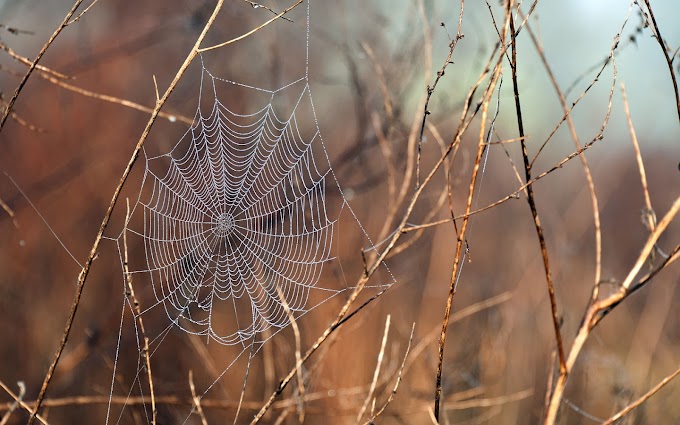 Achtergrond van een spinnenweb