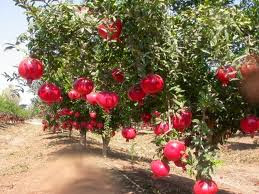 pomegranate Natural Pics Collection 2014