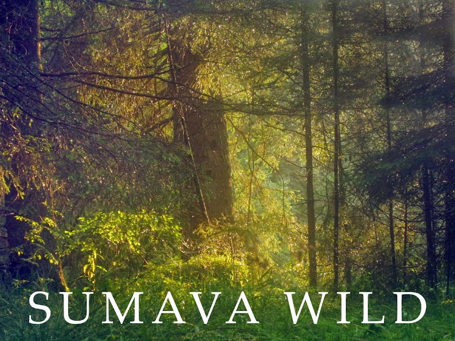 SUMAVA WILD