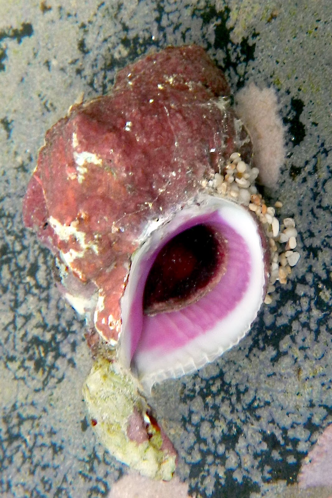 HIMB Community Education Program The Violet Coral Eating Snail