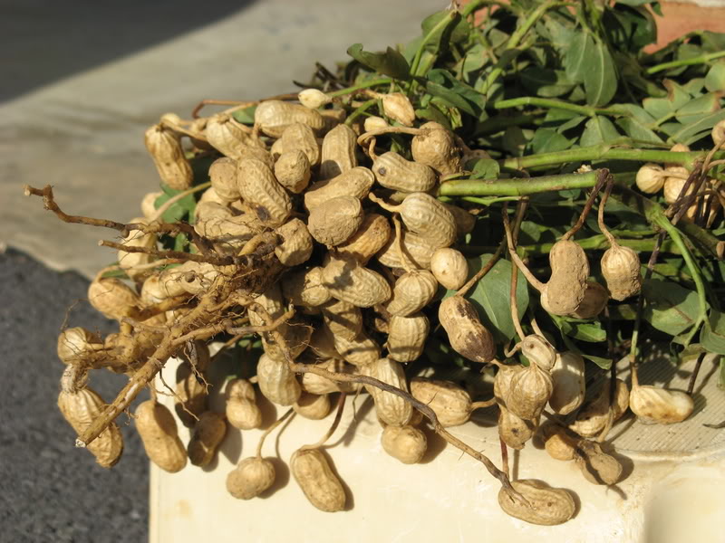 Ozarks Gardening Plant Some Goober Peas Ozarks Gardening Plant Some Goober Peas