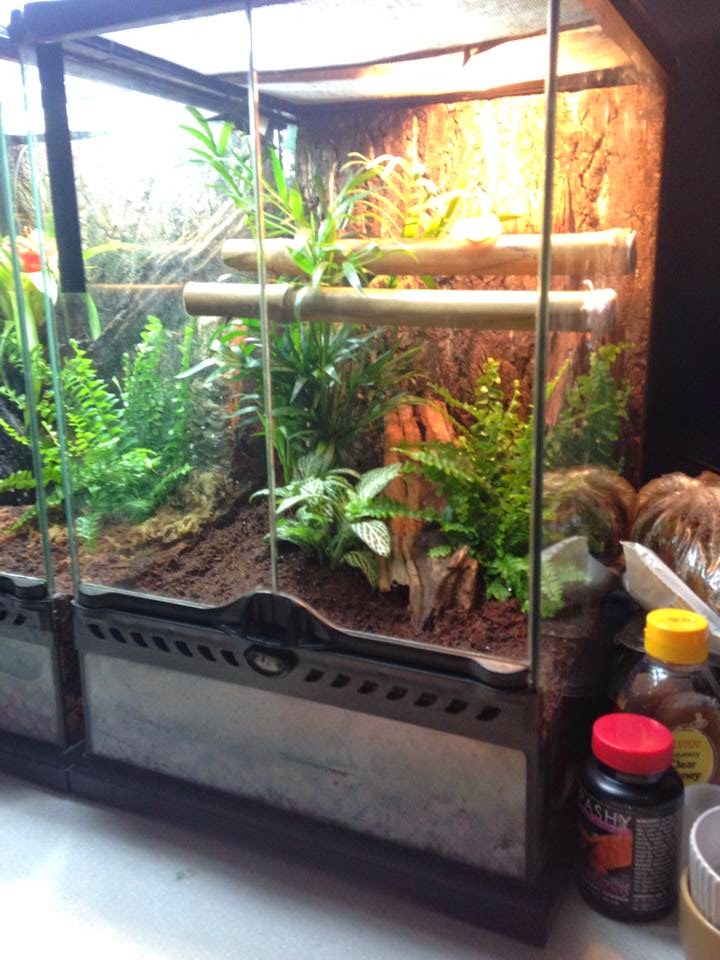 electric blue day gecko breeding project!