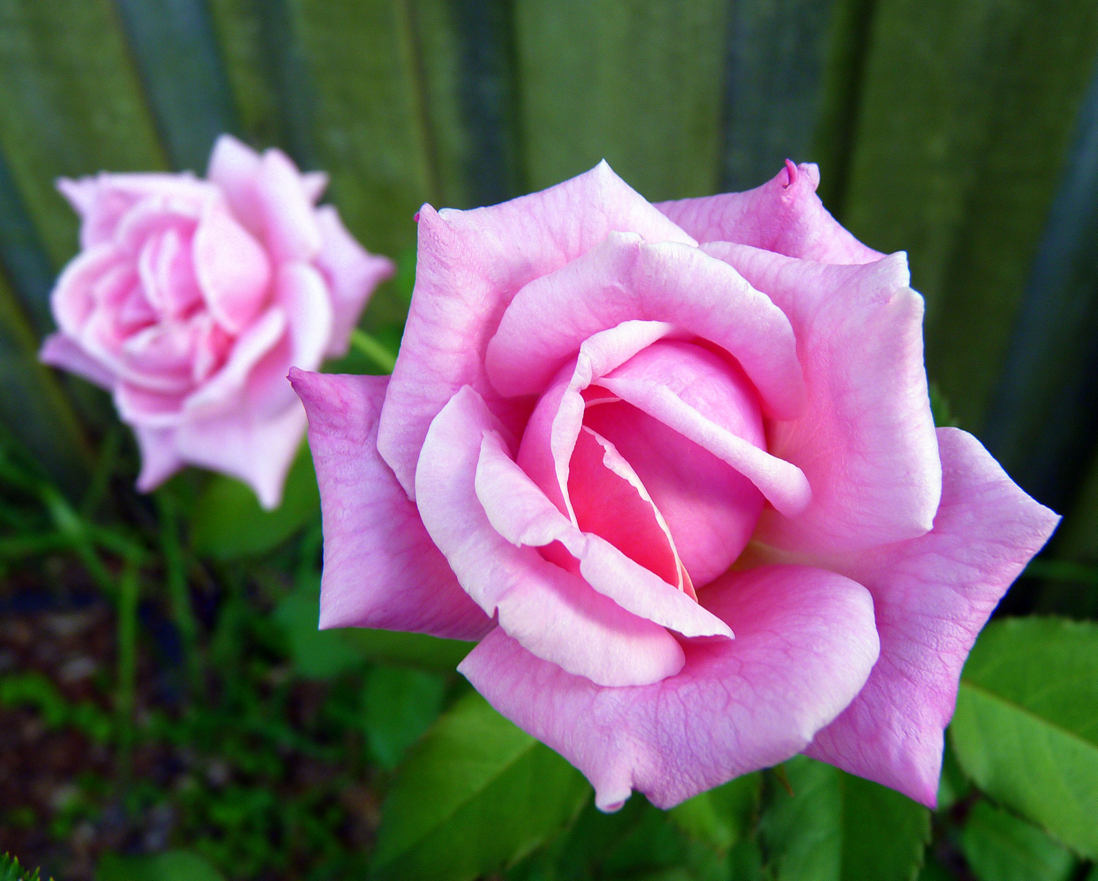 My Florida Backyard Summer of Roses