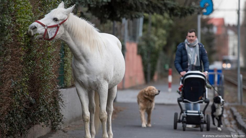 Horse takes daily stroll through Frankfurt — without owner