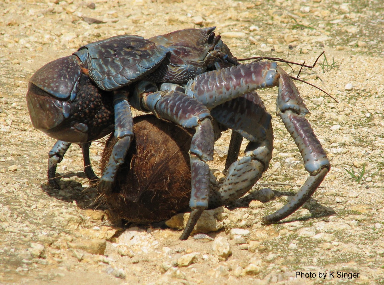 big+crab+2.jpg
