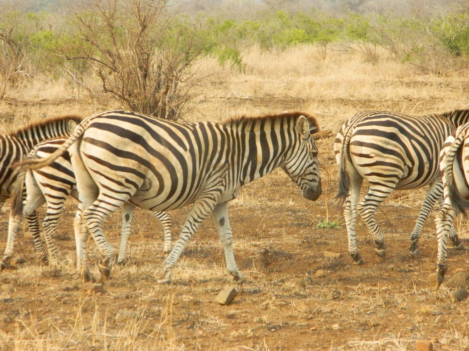 Watching the Sun Bake Zebra Its More than the Largest Size