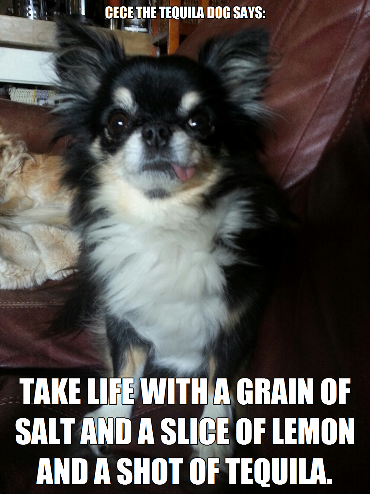 Cece the Tequila dog Introducing Cece the Tequila dog