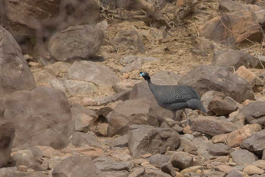 Birds of Saudi Arabia: Helmeted Guineafowl - Another endemic Arabian