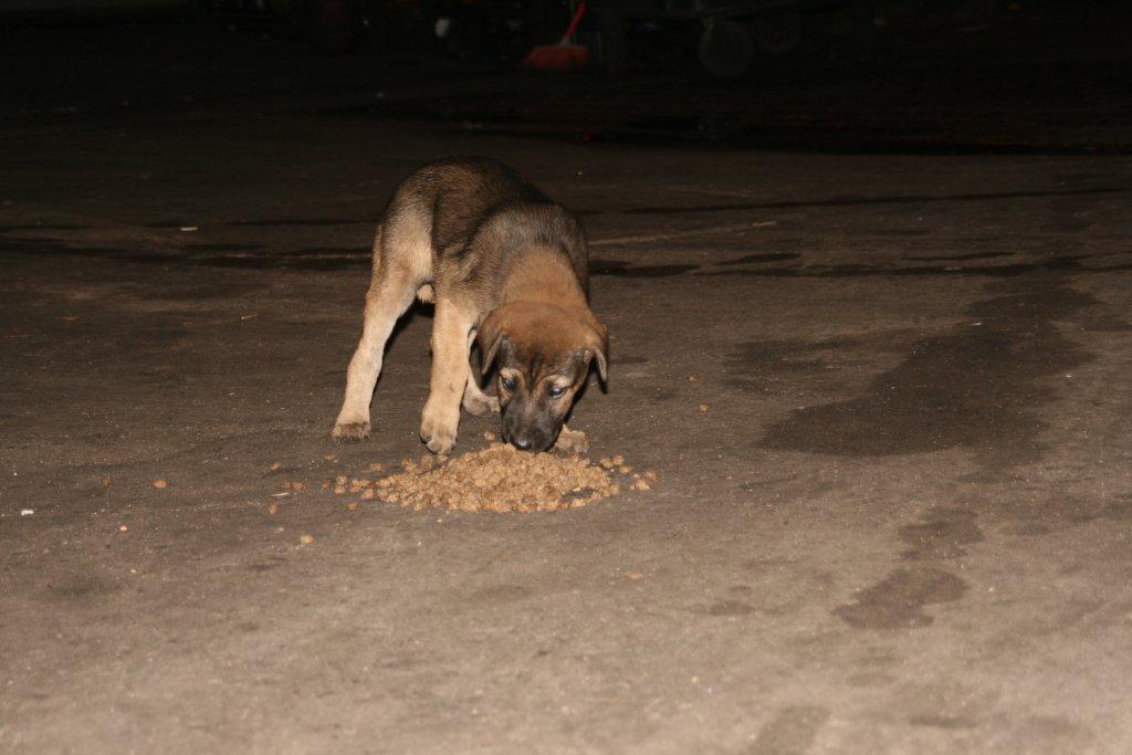 What Should I Feed Street Dogs