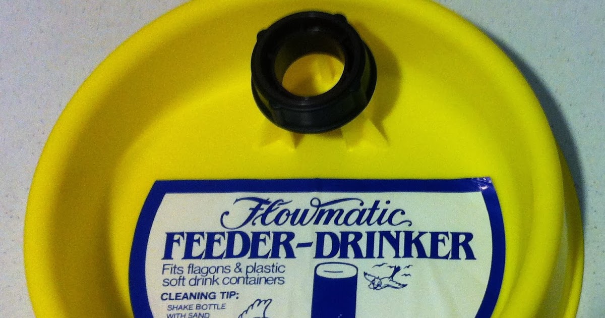 Suburbhen A Hen in the City Best Water Container for Chickens