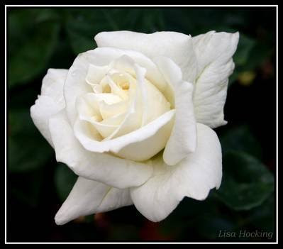 White Rose
