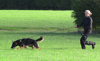 Tracking, the dog leading the way.