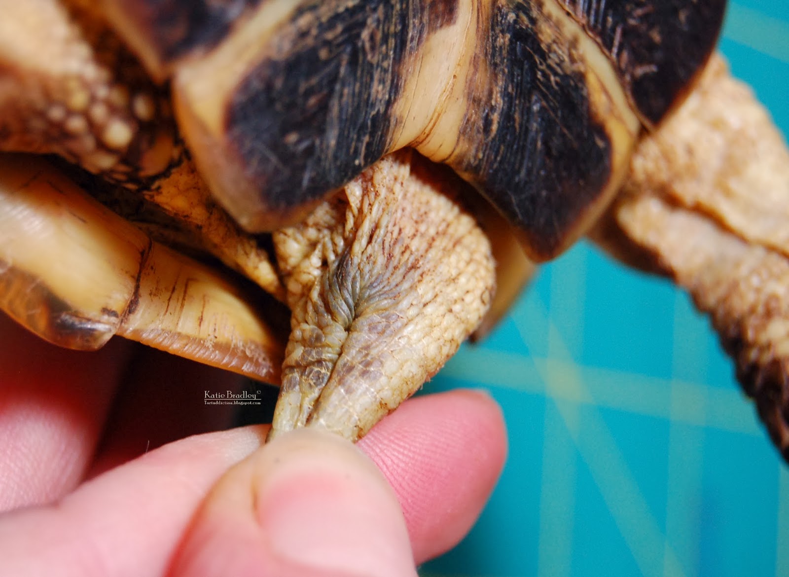 Tortaddiction A helpful guide to determining the sex of your Russian